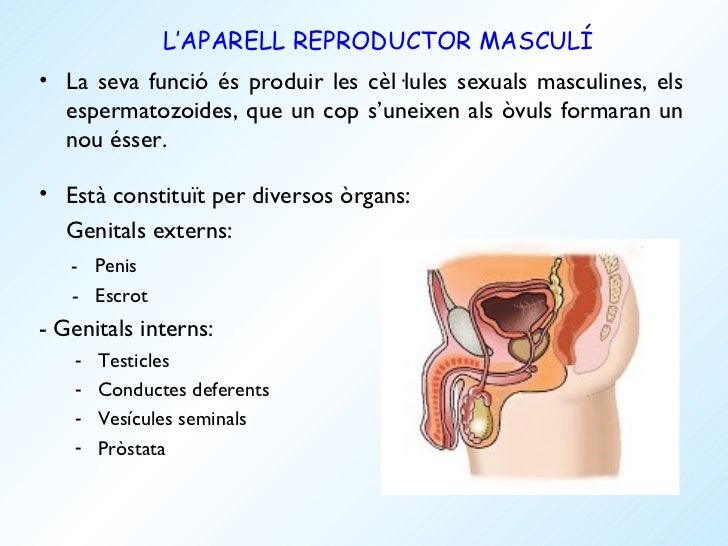 sexuals Organs sexuals Organs